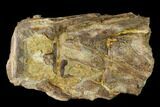 Fossil Fish (Ichthyodectes) Dorsal Vertebrae - Kansas #136478-2